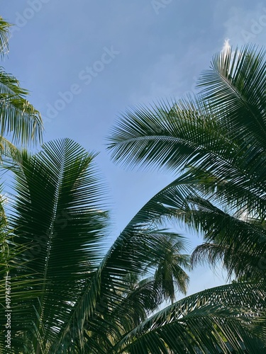 Coconut tree and clear sky, tropical coconut tree leaves. Coconut fronds.