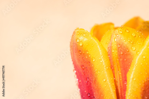 Colorful tulip close-up with water drops