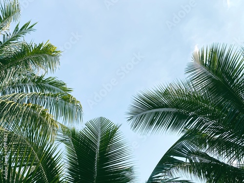 Fototapeta Naklejka Na Ścianę i Meble -  Coconut tree leaves with blue sky in the background.