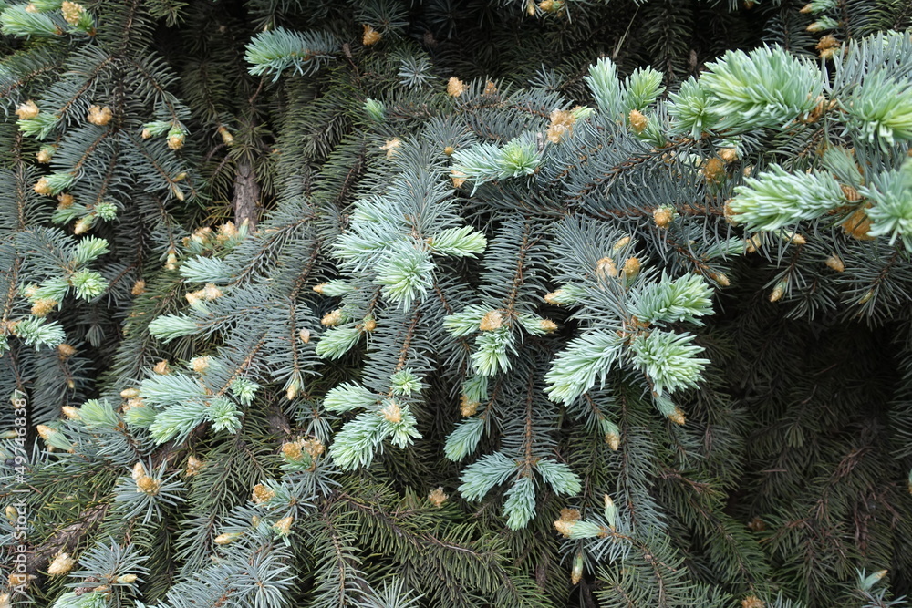 Emerging fresh foliage of blue spruce in May