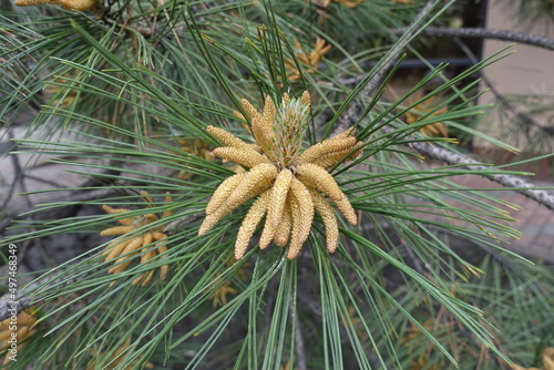 Male pollen cone of Pinus sylvestris in May photo