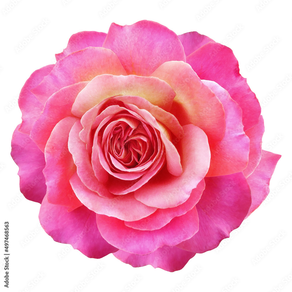 Pink rose flower on white isolated background with clipping path. Closeup. For design. Nature. Pink rose flower on white isolated background with clipping path. Closeup. For design. Nature.
