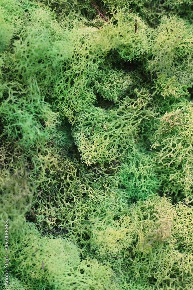 green moss on the wall green moss on the wall
