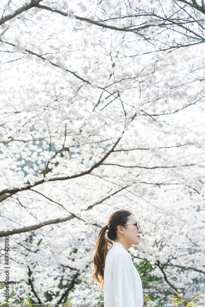 桜の花を見る眼鏡をかけた女性 桜の花を見る眼鏡をかけた女性