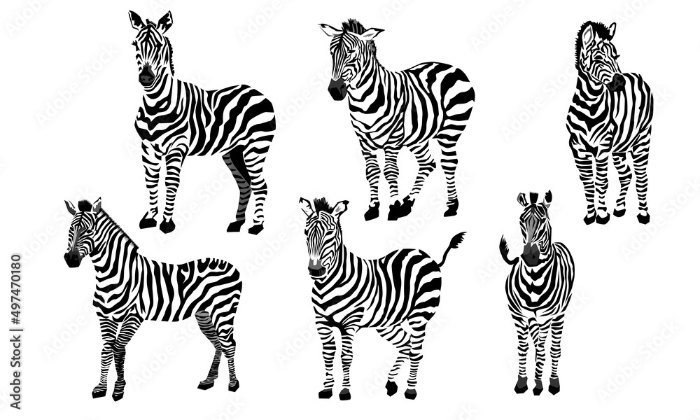 vector image of six zebras standing - obrazy, fototapety, plakaty 