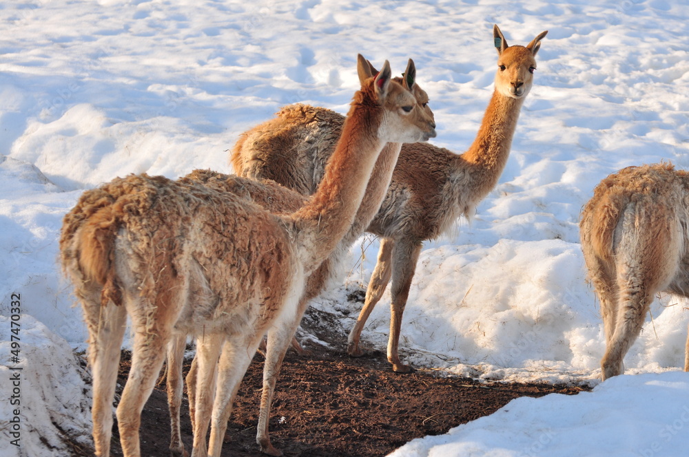 Obraz premium Animals are a traditionally distinguished category of organisms, currently considered as a biological kingdom. Animals are the main object of study of zoology. Animals are eukaryotes