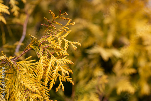 golden thuja grow macro, selective focus of Thuja shrub leaves, natural golden leafy background photo