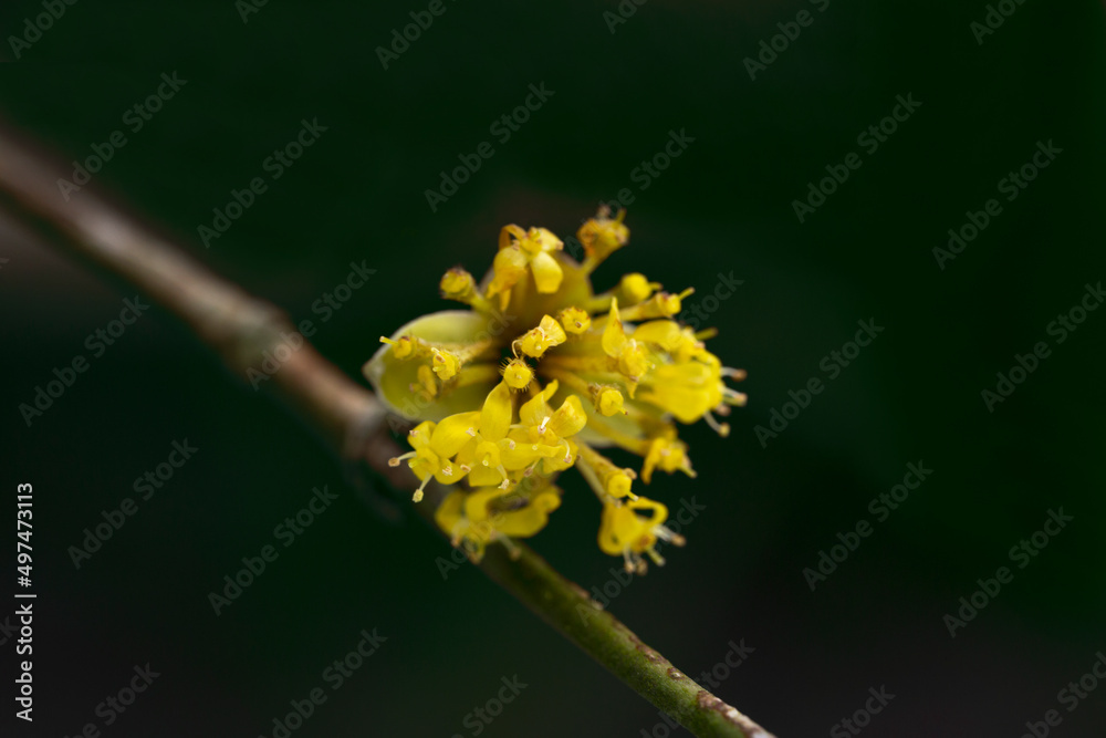 branches with flowers of European Cornel Cornus mas in early spring. Cornelian cherry, European cornel or Cornelian cherry dogwood Cornus mas flovering. Early spring flowers in natural habitat branches with flowers of European Cornel Cornus mas in early spring. Cornelian cherry, European cornel or Cornelian cherry dogwood Cornus mas flovering. Early spring flowers in natural habitat