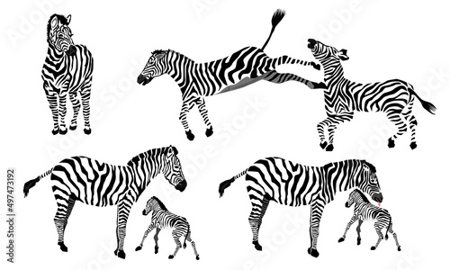 vector image of zebras  one is back kicking and zebra mother is licking her baby