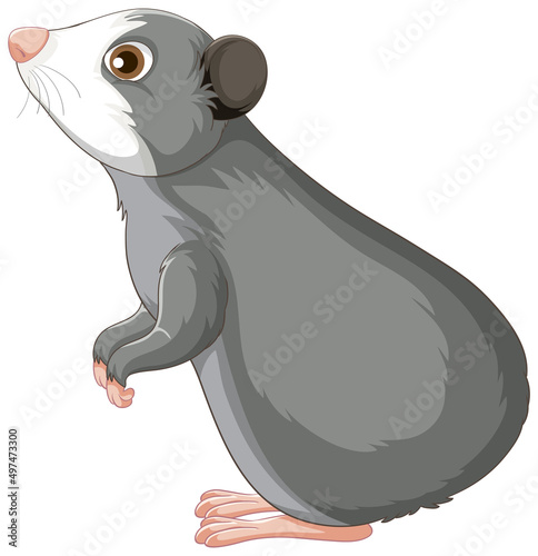 A Cute guinea pig on white background