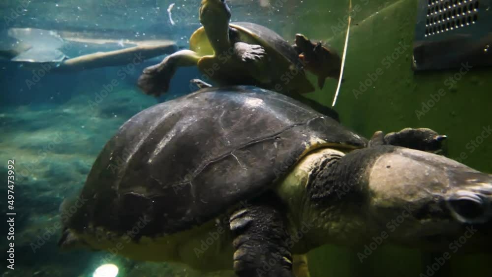 Malaysian giant turtle (Orlitia borneensis), underwater view