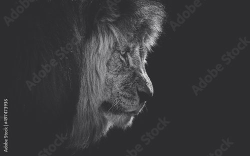 Lion face profile, isolated on black background 