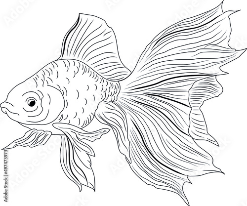 Fish drawing, gold fish line art