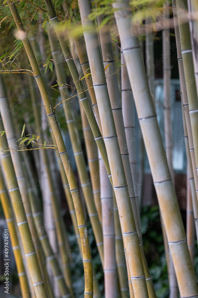 Bamboo forest background. natural texture