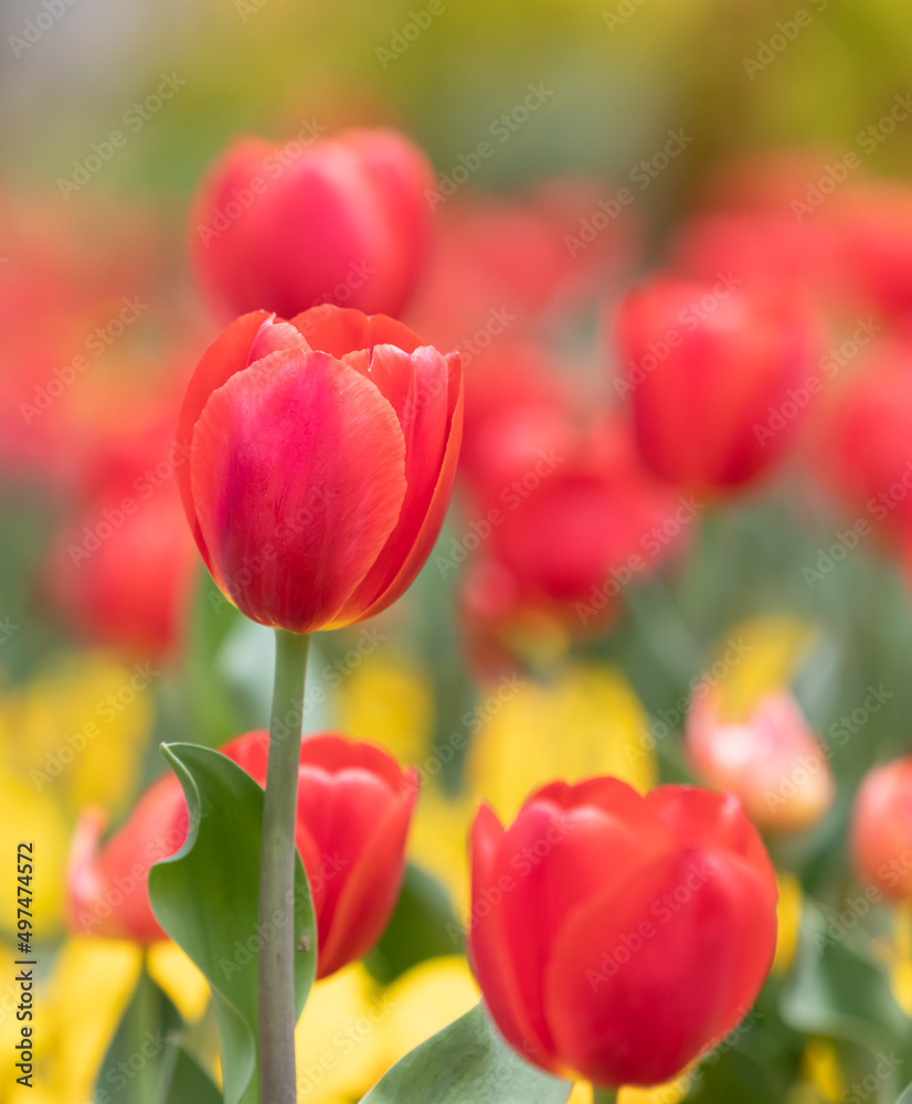Fototapeta premium Close-up of tulips blooming in the garden