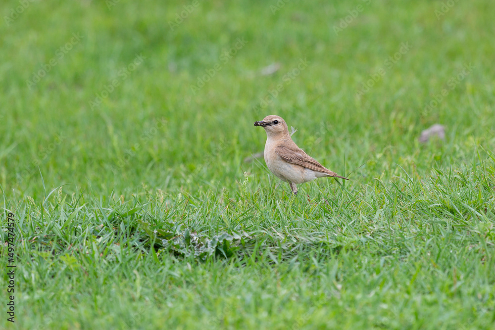 Obraz premium Northern wheatear sits on a grass. Close up