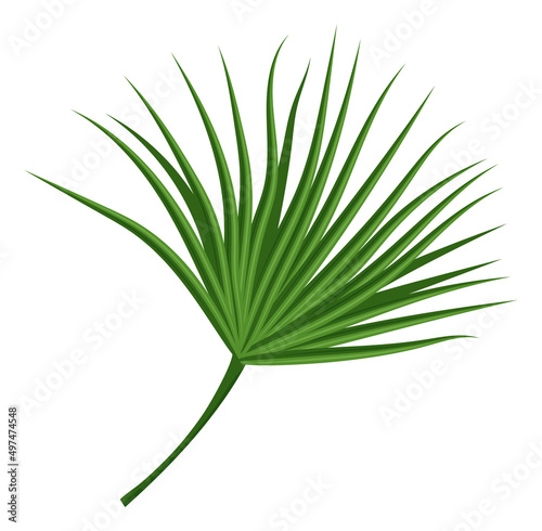 Tropical fan leaf. Exotic beach palm tree foliage