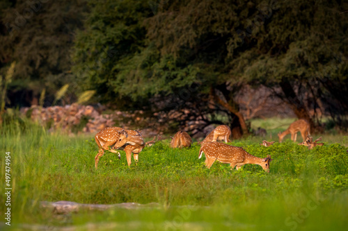 spotted deer or chital or axis deer herd or family in wild natural green scenic background in monsoon season outdoor wildlife safari at panna national park forest madhya pradesh india asia - axis axis