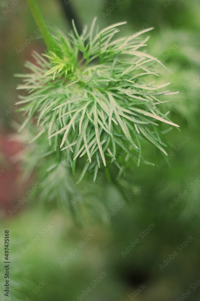 close up of a pine needles close up of a pine needles