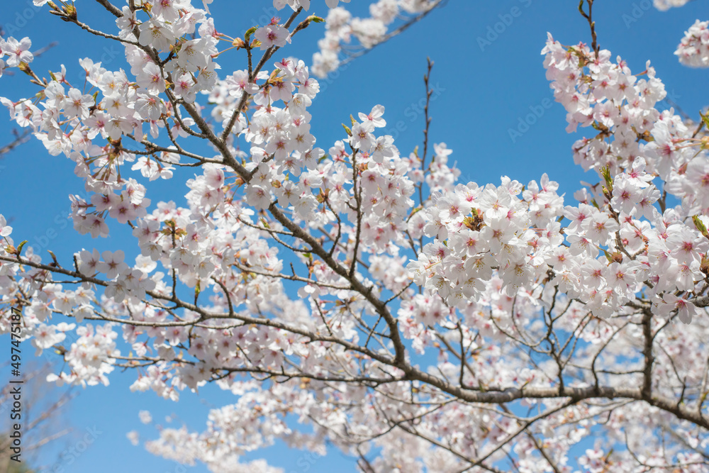 美しい満開のソメイヨシノ（鳥取県倉吉市・打吹公園）