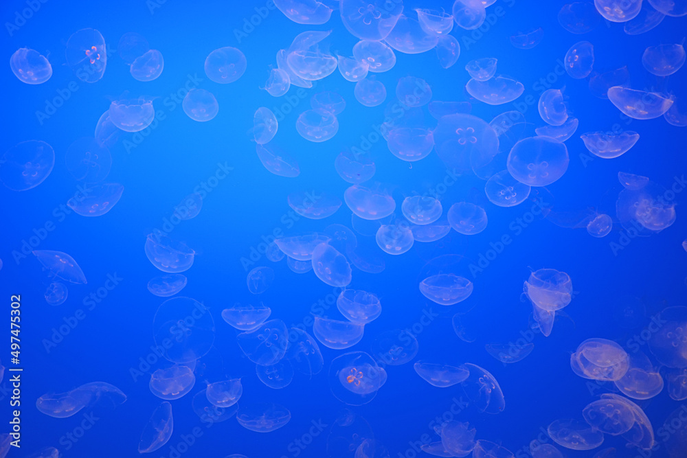 Spotted jellyfishes. Underwater scene