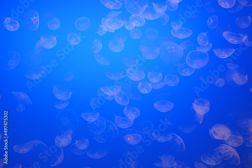 Spotted jellyfishes. Underwater scene