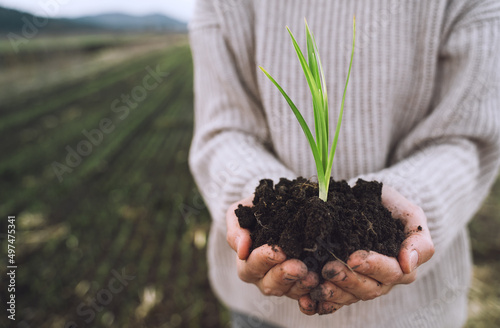 Young plant in hands in background of agricultural field area. Woman's hands holding green sprout seedling on black soil. Concept of Earth day, organic gardening, ecology, sustainable life.