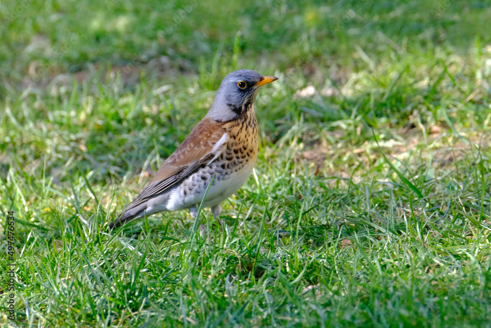 beautiful forest bird, thrush, Turdus pilaris jumps on spring green grass, looking for material to build nest, concept of nesting and breeding birds, wildlife protection, migration of feathered beautiful forest bird, thrush, Turdus pilaris jumps on spring green grass, looking for material to build nest, concept of nesting and breeding birds, wildlife protection, migration of feathered