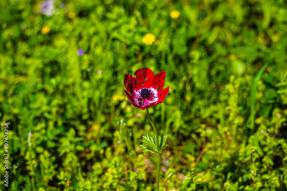 red poppy flower in grass red poppy flower in grass
