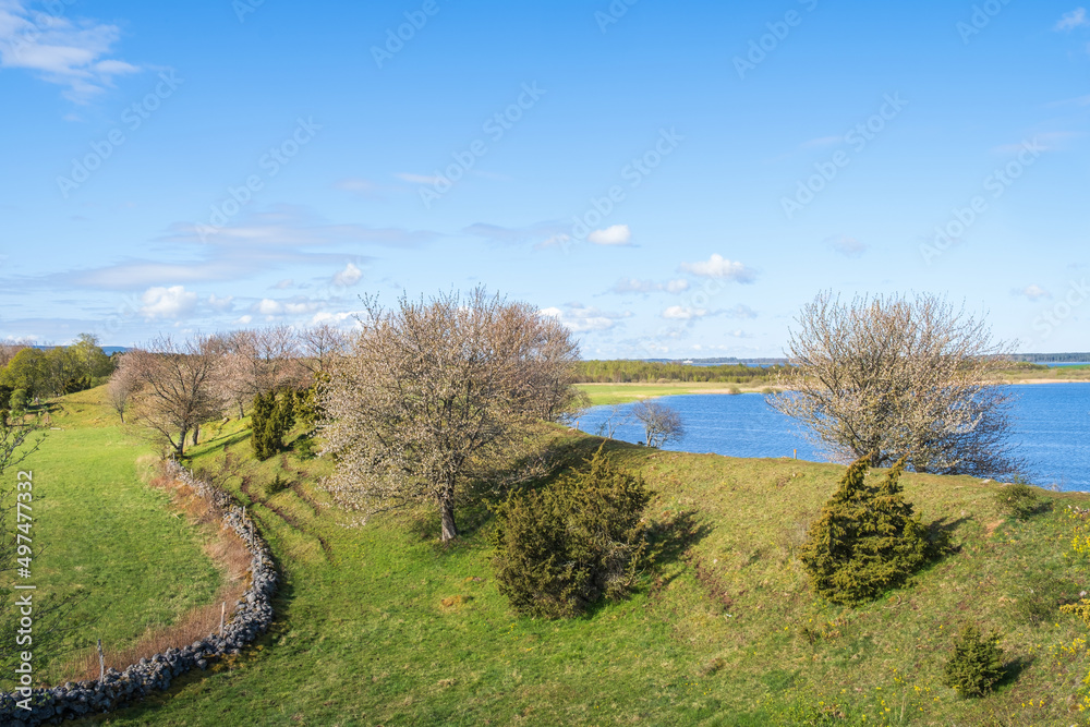 Stone wall on a meadow at a ridge and flowering fruit trees Stone wall on a meadow at a ridge and flowering fruit trees