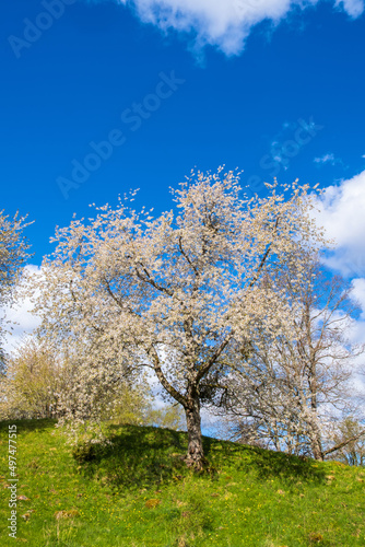 Blooming cherry tree on a hill