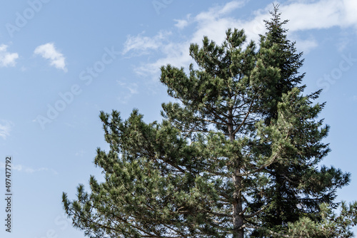 Pine Pinus sylvestris against blue April sky. On right, next to a pine tree, there is tall, sprawling Picea abies Aurea. Sunny day in spring garden. Nature concept for design. Selective focus.