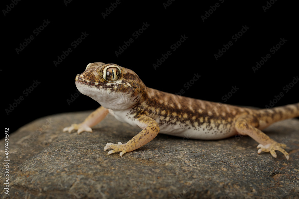 Sand Gecko (Stenodactylus petrii) on rock on black background. Sand Gecko (Stenodactylus petrii) on rock on black background.