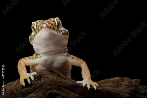 Sand Gecko (Stenodactylus petrii) on wood on black background. photo