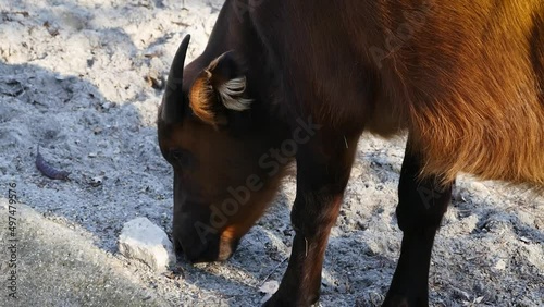 African forest buffalo (Syncerus caffer nanus) close-up photo