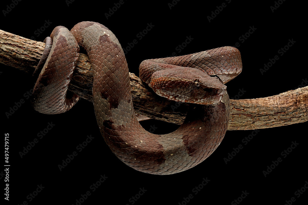 Trimeresurus puniceus mostly has a foul temper snake. They are not active hunters but very accurate sit and wait predators. Trimeresurus puniceus mostly has a foul temper snake. They are not active hunters but very accurate sit and wait predators.