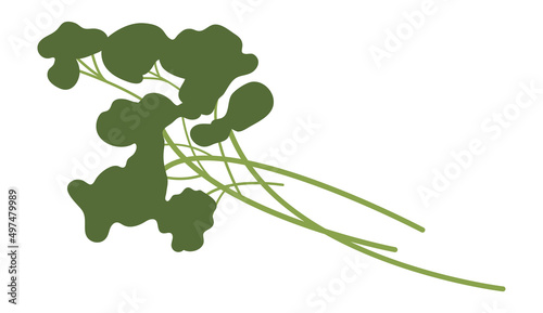 Green seasoning plant. Parsley branch. Food flavouring