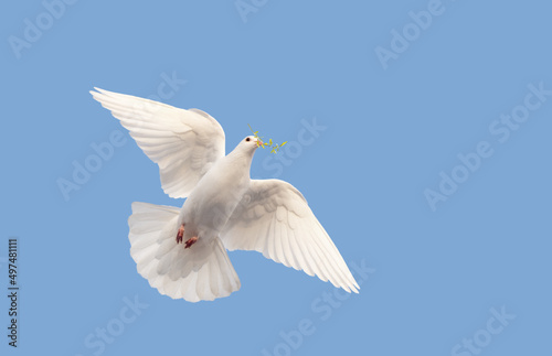 dove of peace with a branch in its beak flies