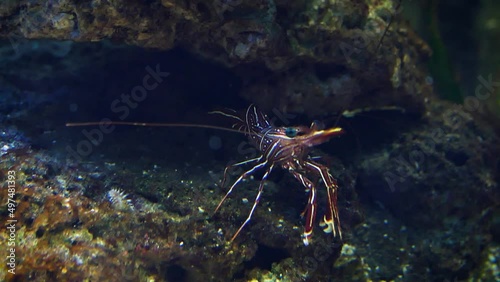 Camel shrimp (Rhynchocinetes durbanensis) photo
