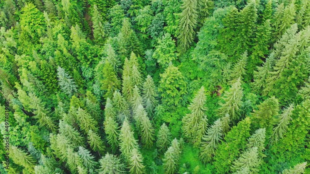 Aerial drone view. Top flight over pine tree forest in sunny day. Mountain range in background. Nature, travel, holidays. Carpathians, Ukraine, Europe. Aerial drone view. Top flight over pine tree forest in sunny day. Mountain range in background. Nature, travel, holidays. Carpathians, Ukraine, Europe.