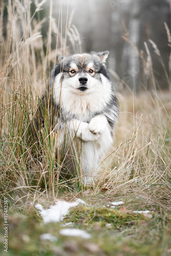 Portrait of a Finnish Lapphund dog outdoors © Linda