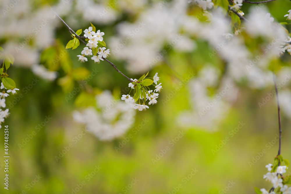 Amazing blossom spring flowers. Close up of these beautiful plants against vivid color background. Amazing blossom spring flowers. Close up of these beautiful plants against vivid color background.