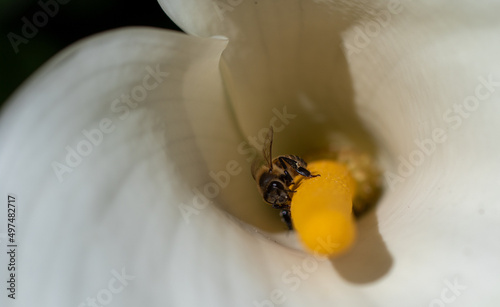 African honeybee pollinating a flower in a garden photo