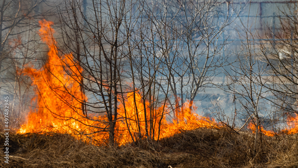 Fertile field on fire. The theme of war or man-made disaster