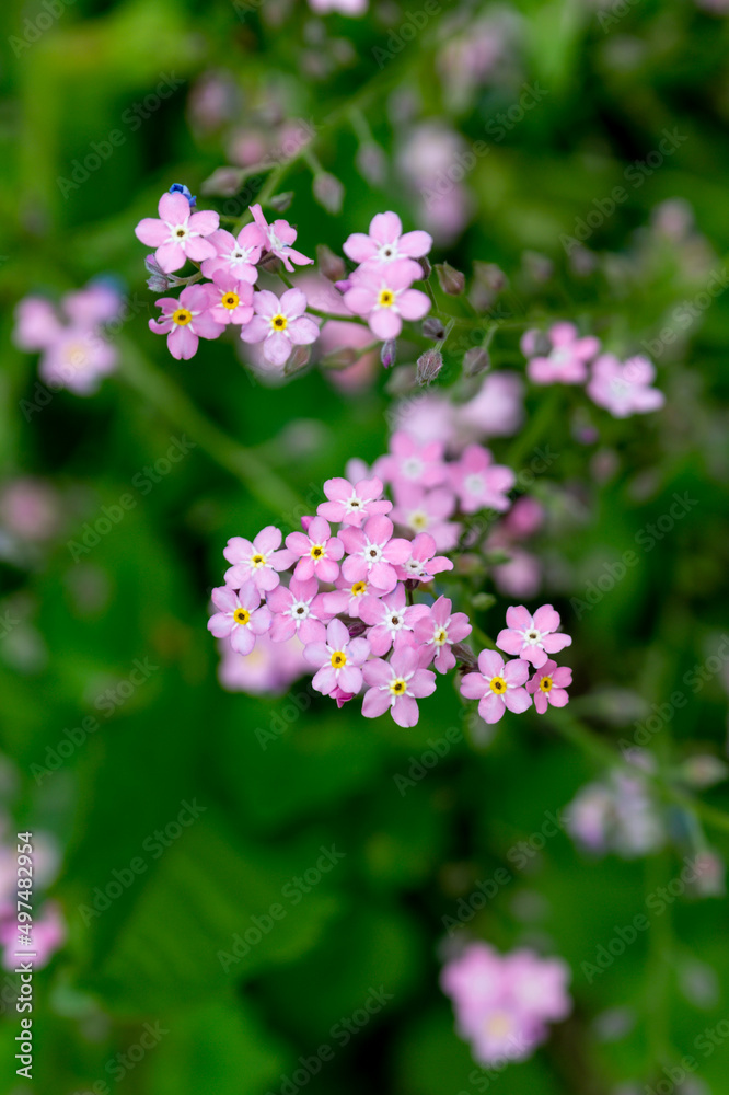 Pink myosotis flowers in the summer garden (forget-me-nots, scorpion grasses)