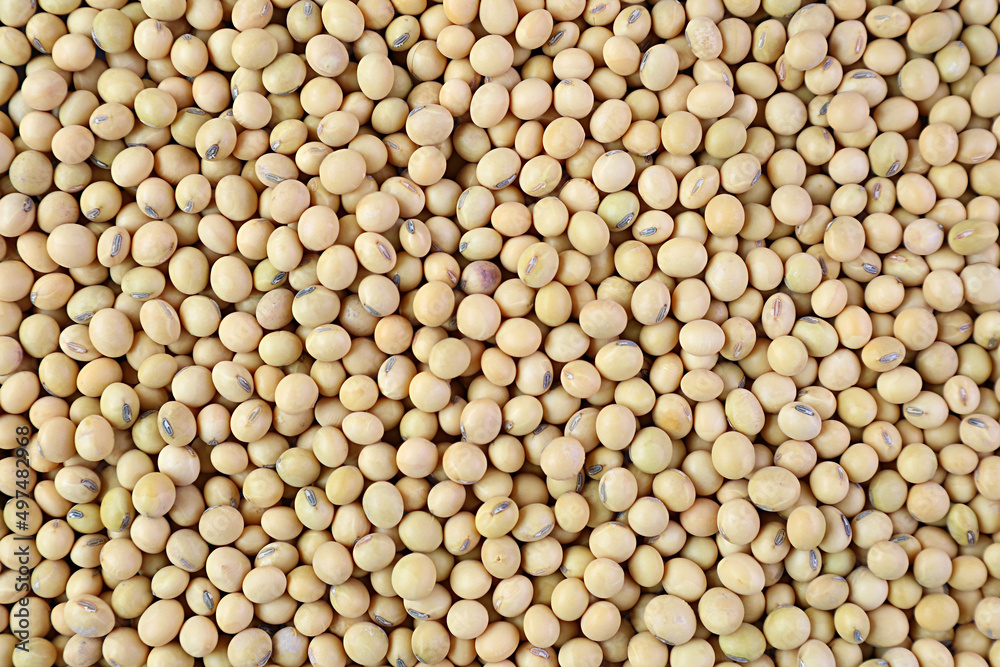 Top view of heap of dried soybeans for backdrop or banner Top view of heap of dried soybeans for backdrop or banner