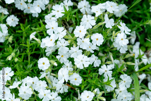 White phlox flowers in the summer garden (phlox subulata)