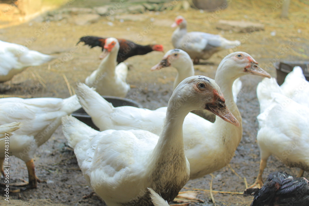 white ducks on wet ground white ducks on wet ground