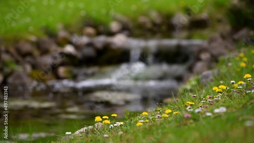 4k video. Beautiful spring scenery place with amazing view of small flowers next to a river in the mountain side. Landscapes of springtime. Floral photography.