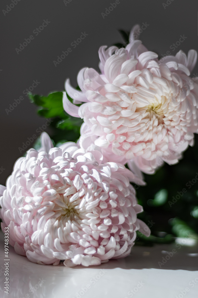 A bouquet of huge light pink chrysanthemum morifolium flowers A bouquet of huge light pink chrysanthemum morifolium flowers